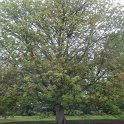 Aesculus indica 3